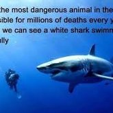 Most dangerous animal.